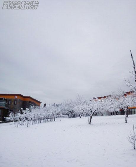 仙女山三月再降春雪 為數(shù)千游客春游獻好禮