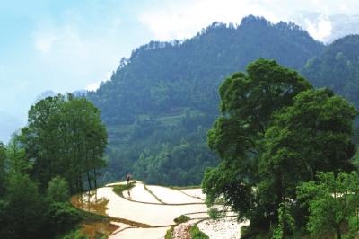 山中小葉