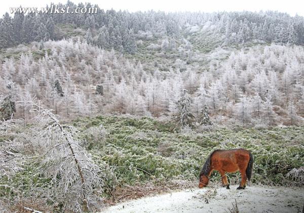 三八節(jié)武隆仙女山滑雪去 錯(cuò)過(guò)又要等一年！