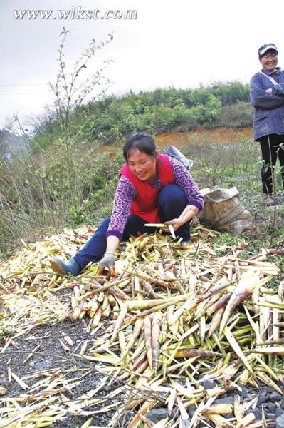 圖為曾自瓊在剝筍子。