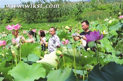 鳳來(lái)荷花吸引大批游客前往觀賞