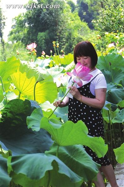 鳳來(lái)荷花吸引大批游客前往觀賞