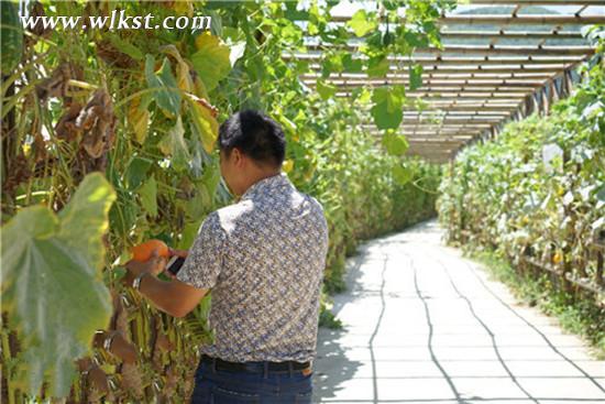 木根村生態文明示范園的瓜果長廊。