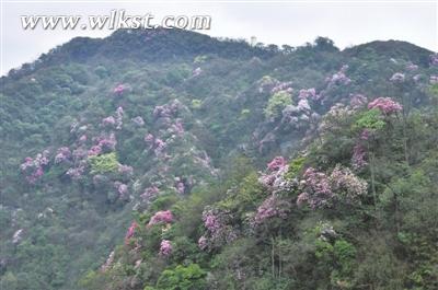 白馬滿(mǎn)山杜鵑花盛開(kāi)