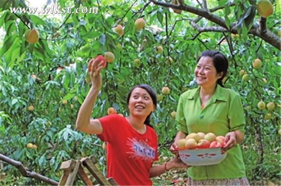 脆桃豐收