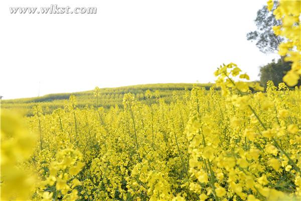 廟埡油菜花