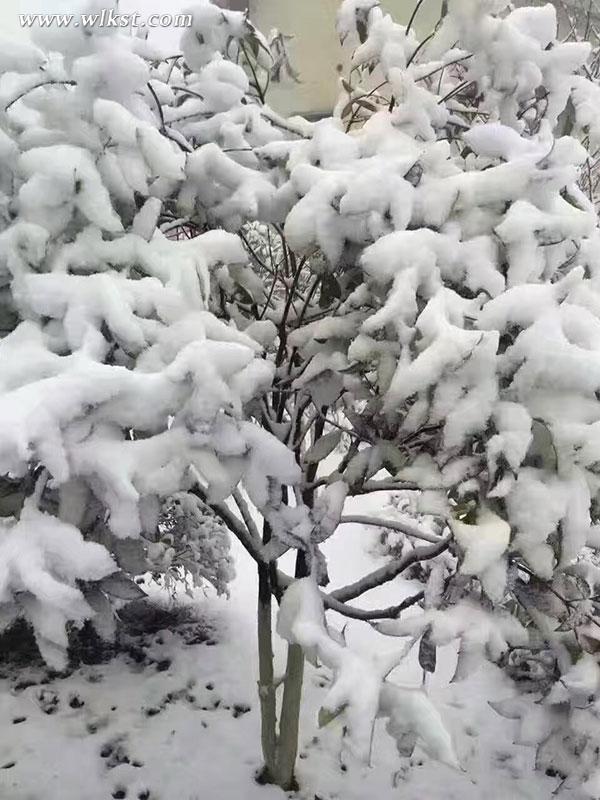 仙女山驟降大雪 三八節陪她一起到“白頭”