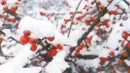 仙女山驟降大雪 三八節陪她一起到“白頭”